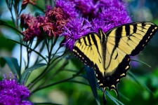 Tiger Swallowtail Butterfly