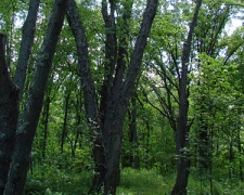 Trails