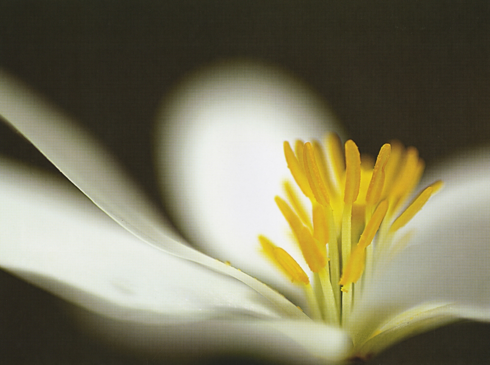 Photo by Robert Hume