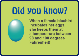 Bluebird side fact