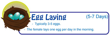 Egg laying