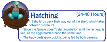 Hatching