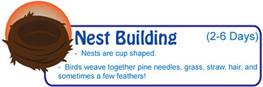 Nest building